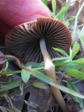Parasola conopilea image