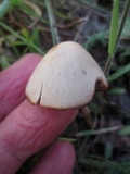 Parasola conopilea image