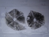 Parasola conopilea image