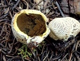 Lycoperdon subcretaceum image