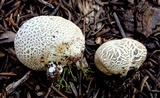 Lycoperdon subcretaceum image
