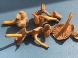 Cantharellus ignicolor image