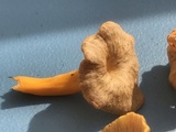 Cantharellus ignicolor image