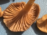 Cantharellus ignicolor image