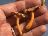 Cantharellus ignicolor image