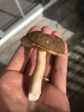 Xanthoconium affine image