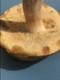 Xanthoconium affine image