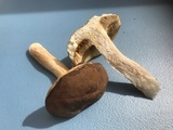 Xanthoconium affine image