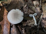 Amanita farinosa image