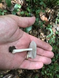 Amanita farinosa image