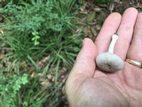 Amanita farinosa image