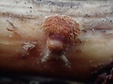 Phaeomarasmius erinaceus image