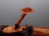 Phaeomarasmius erinaceus image