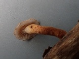 Phaeomarasmius erinaceus image