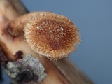 Phaeomarasmius erinaceus image