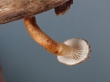 Phaeomarasmius erinaceus image