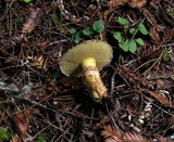 Suillus lakei image