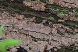 Xylobolus frustulatus image