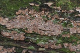 Xylobolus frustulatus image
