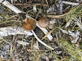 Cortinarius californicus image