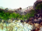 Rinodina californiensis image