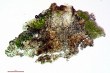 Rinodina californiensis image
