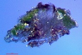 Rinodina californiensis image