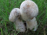 Hypomyces hyalinus image