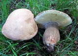 Boletus variipes image