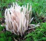 Clavaria fumosa image
