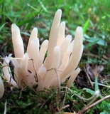 Clavaria fumosa image