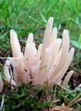 Clavaria fumosa image