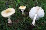 Amanita cothurnata image
