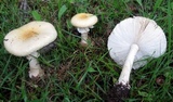 Amanita cothurnata image