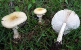 Amanita cothurnata image