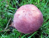 Xanthoconium purpureum image