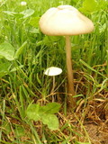 Xerula furfuracea image