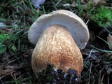 Boletus variipes image