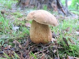 Boletus variipes image