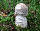 Hypomyces hyalinus image