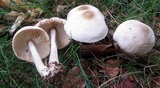 Marasmius nigrodiscus image