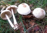 Marasmius nigrodiscus image