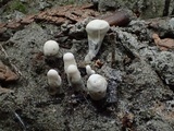 Xylaria polymorpha image