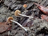 Flammulaster carpophilus var. subincarnatus image