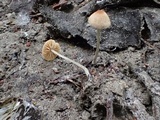 Flammulaster carpophilus var. subincarnatus image