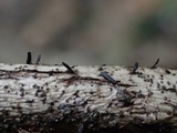 Glyphium elatum image