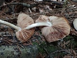 Pluteus brunneidiscus image