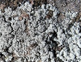 Rhymbocarpus neglectus image
