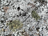 Rhymbocarpus neglectus image