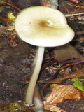 Hymenopellis megalospora image